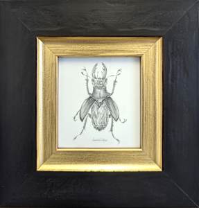 Stag Beetle SB013