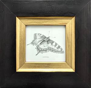 Swallowtail SWT011