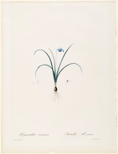 Hyacinthus Amethystinus, Jacinthe Amethiste