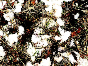 Nature automatiste no 2 (réseaux sociaux) / AUTOMATIST NATURE NO. 2 (SOCIAL NETWORKS)