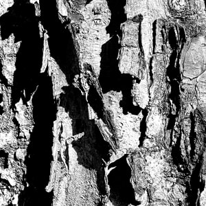 Photo Graphics, no. 19 (photos graphiques, no 19)