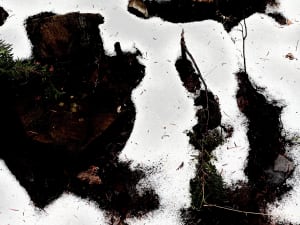 Forest Minimalism no. 9