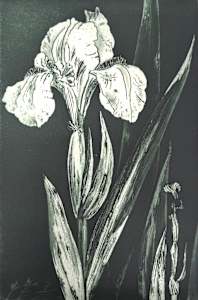 WHITE IRIS