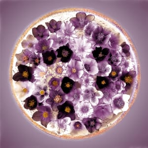 Hellebores in Spring