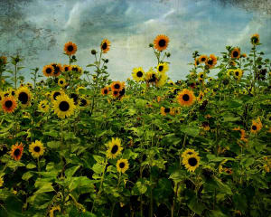 Stormy Sunflowers