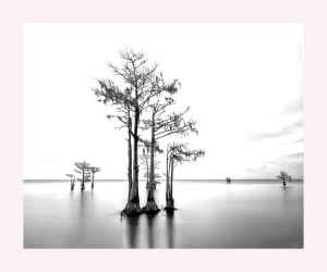 Cypress Trees, Lake Moultrie