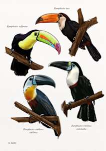 Toucans