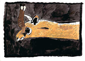 Antelope
