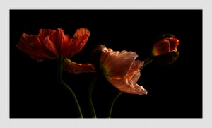 Three's Company I