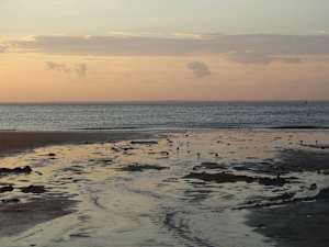 Sanderlings at Sunset