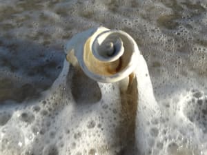 White Spiral Shell Wave 2