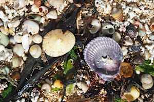 Purple Shell on the Beach