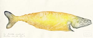 Rechtse makreel