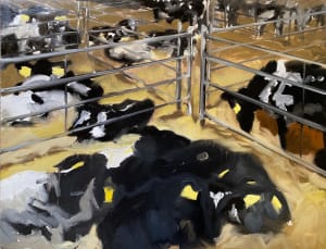 Calves at the livestock market
