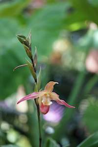 Lady's Slipper (Orchid)