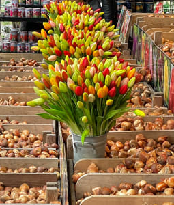 Tulip Pops