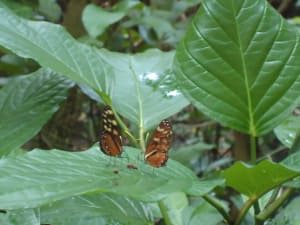 Soft Landing In Costa Rica