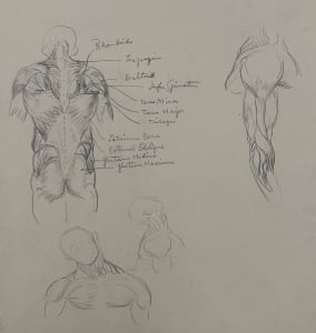 "Anatomical Study: View of Torso from Behind and Two Other Small Figure Sketches" named by CLL