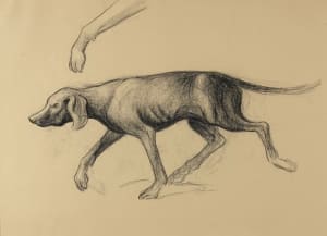 "Hunting Dog/Coon Dog" named by CLL