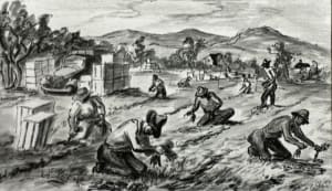 "Carrot Pickers"