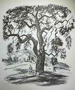 "Live Oak Tree"