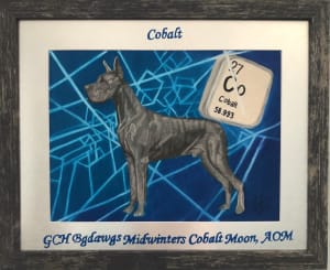 “Cobalt” GCH BgDawgs Midwinters Cobalt Moon, AOM