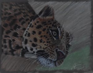 Lazy Leopard (107)