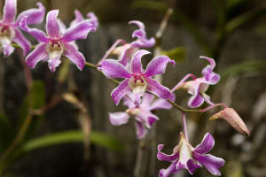 Orchids