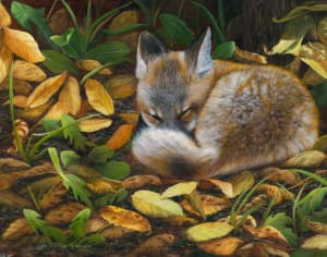 Autumn Snooze
