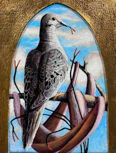 Mourning Dove