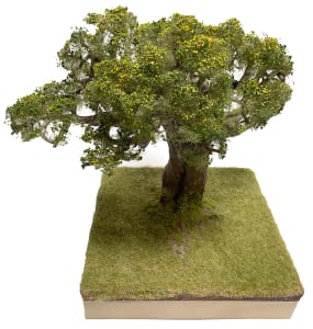 Oak tree