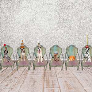 Dogs in Chairs With Hats