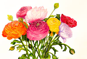 Ranunculus