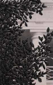 Strange Plants, Charlottesville (SP-EP-194)