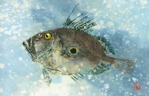 John Dory