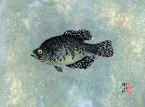 Okechobee Black Crappie