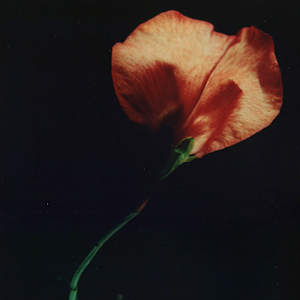 Sweet Pea