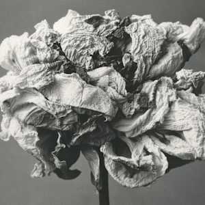 Pivoine