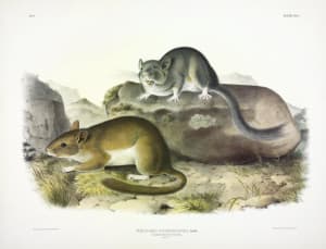 Neotoma drummondii, Rich. Rocky Mountain Neotoma. (v. 1, no. 6, plate 29)