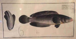 Ophiclphalus Punctatus, The punctuated Snake-head