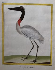 Le Jabiro de Cayenne