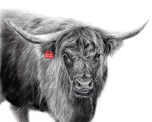 Christmas Highland Cow