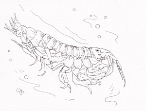 Devil Shrimp