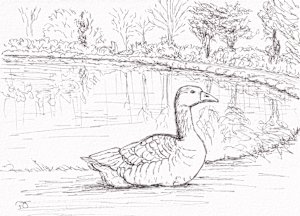 Goose