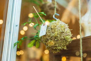 Asian Celebration Fine Art Gallery & Passionflower Designers