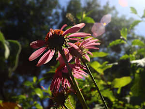 Coneflower 1