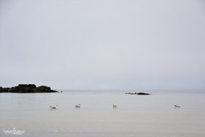 "A Gathering in Gray"