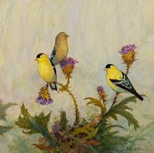 American Goldfinch II