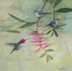 Hummingbird, Bushtits and Bottlebrush
