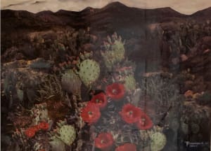 Red Cactus